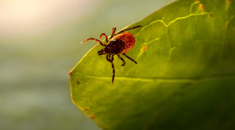 Tick Control in Your Backyard